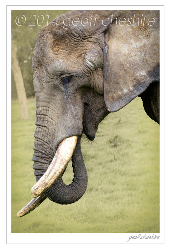 African Elephant (2)