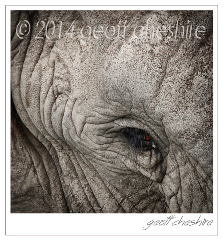 The Elephants eye