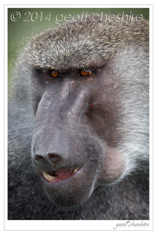 Elder Hamadryas Baboon