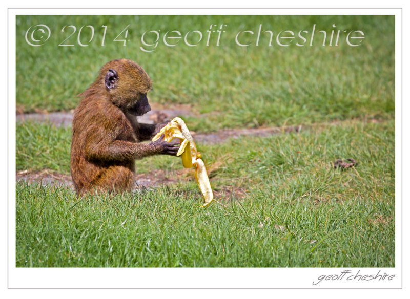 Baby Hamadryas Baboon feeding
