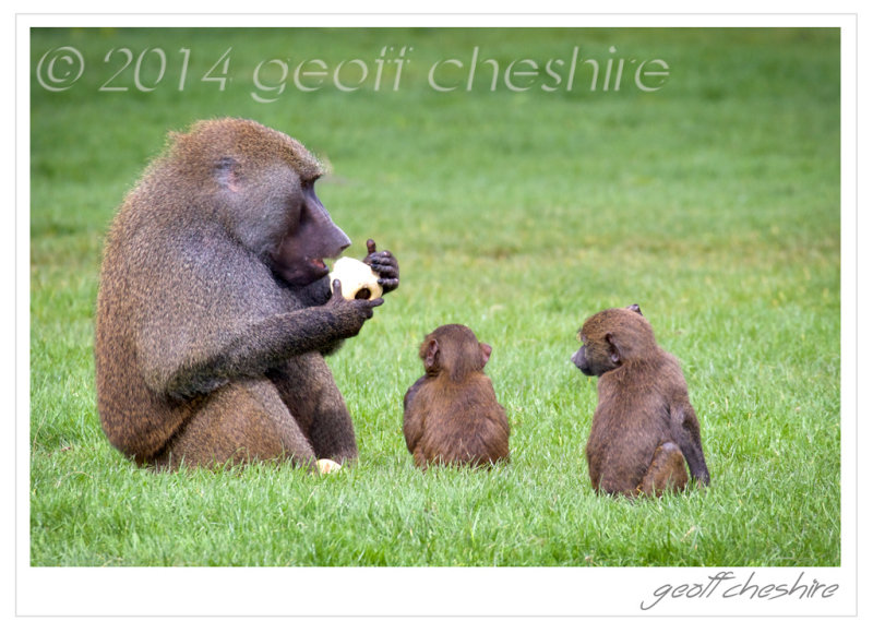 Hamadryas baboon feeding