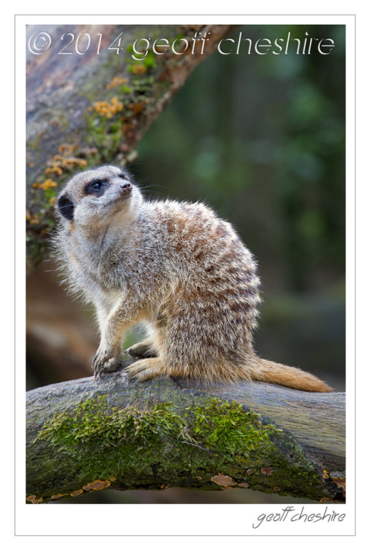 Who ? ... Me ??? (Meerkat looking round)