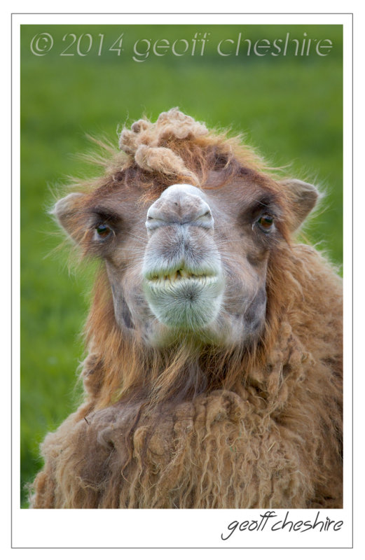 Bactarian Camel