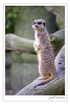 Meerkat alert sitting on a log