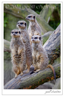 Meerkat family