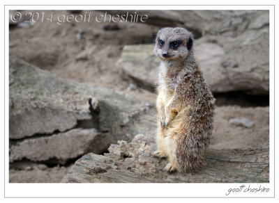 Bashful meerkat 