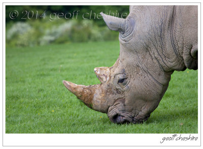 White Rhino,