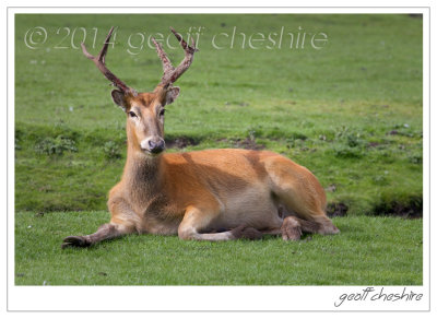 Axis deer at rest (2)