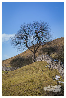 Lone tree at Malham