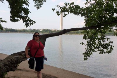 Sitting on a Cherry Tree at the Tidal Basin