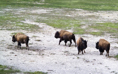 AbundantBison.jpg