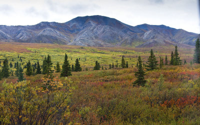 Denali Tundra.jpg