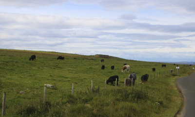 orkney cattle.jpg