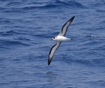 Black-capped Petrel