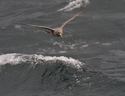 101120 Northern Fulmar 7499.jpg