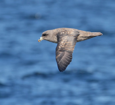 Northern Fulmar