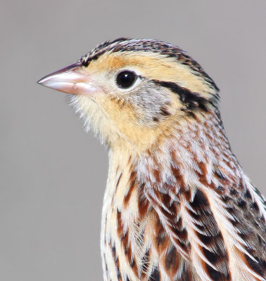 Le Conte's Sparrow, Point Reyes, December 2014