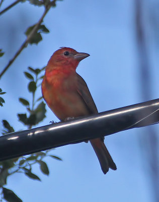 Summer Tanager