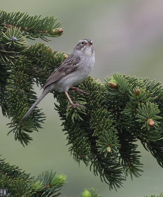 Brewer's Sparrow (Timberline)