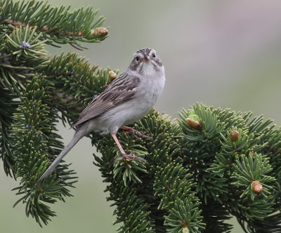 Brewer's Sparrow (Timberline)