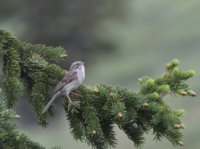 Brewer's Sparrow (Timberline)