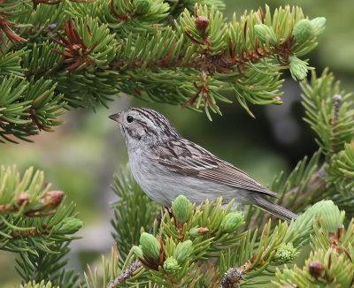 Brewer's Sparrow (Timberline)