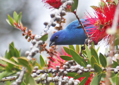 Indigo Bunting