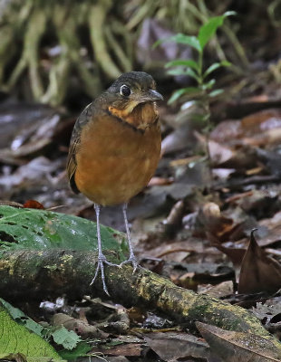 Scaled Antpitta