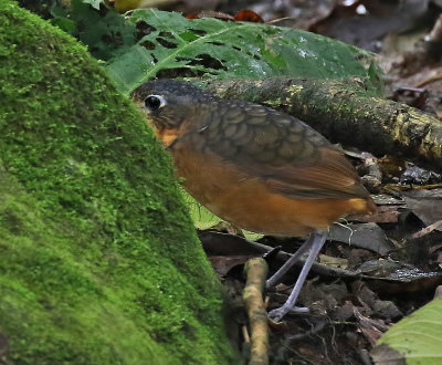 Scaled Antpitta