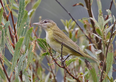 Yellow-green Vireo