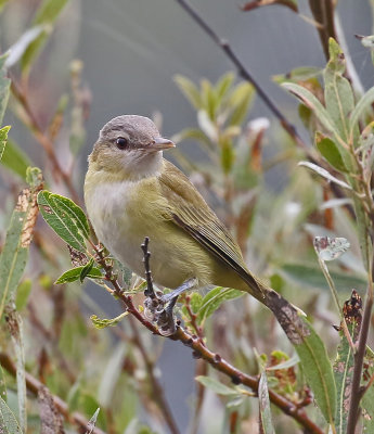 Yellow-green Vireo