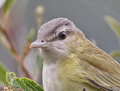 Yellow-green Vireo