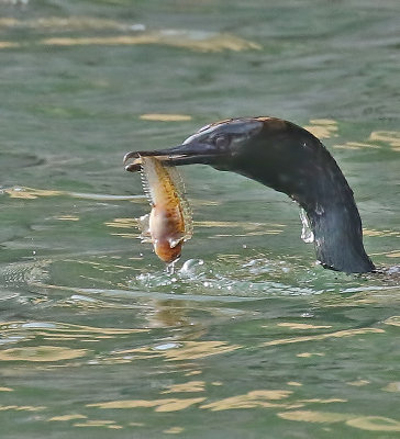 Pelagic Cormorant