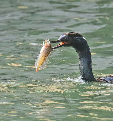 Pelagic Cormorant