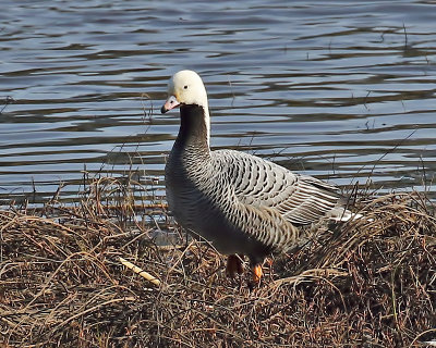 Emperor Goose