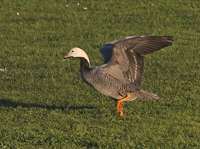 Emperor Goose