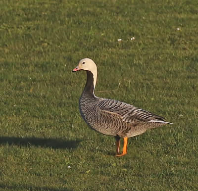 Emperor Goose