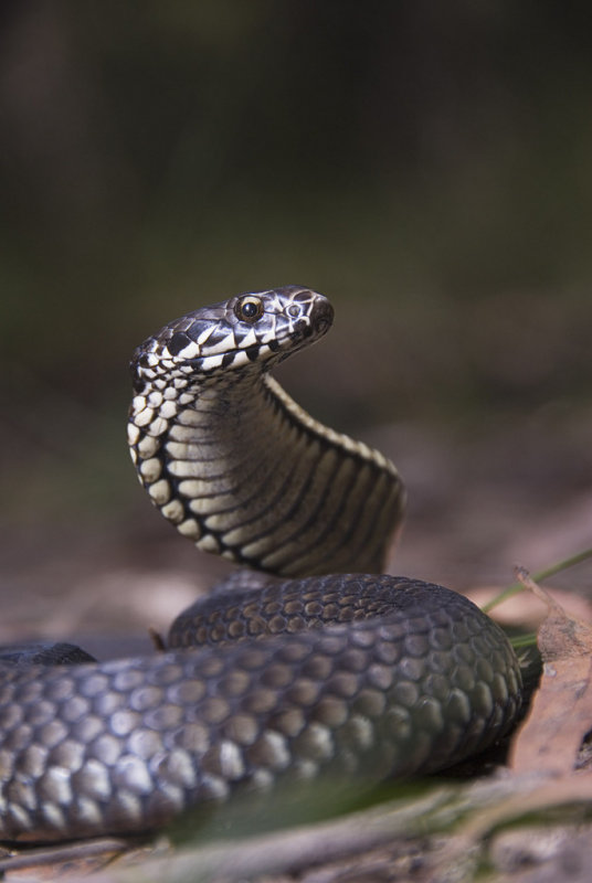 Highland Copperhead