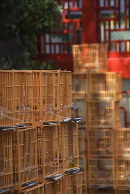 Bird market, Mongok