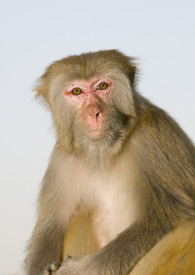 Monkey at Kowloon reservoir