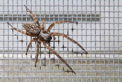 Black House Spider