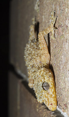 Leaf Tailed Gecko