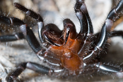 Sydney Funnel Web