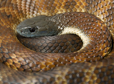 Mainland Tiger Snake