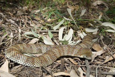 Tiger Snakes along the Yarra