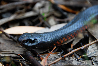 Red-bellied Black Snake