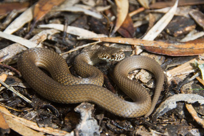 Pygmy Copperhead