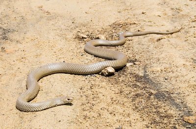 Brown Snakes