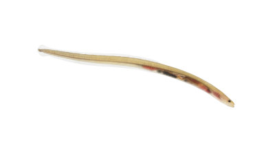Juvenile Long-fined Eel (Anguilla reinhardtii)