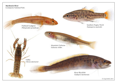 Native Fish, MacKenzie River, Grampians National Park
